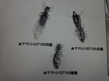 羽蟻の群飛 4月中旬から要注意 対策の前に白蟻の知識を知る アーベルホーム園畠建設