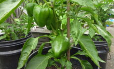 野菜づくりの過去を振り返る