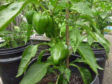 野菜づくりの過去を振り返る