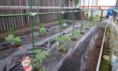 ☆家庭菜園 ・春の野菜今年も植えました。