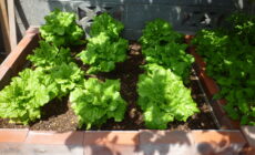 ☆苗を植えて10日経過、野菜達も順調に成長！？