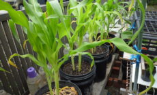 植え付け～3週目、 　ミニ畑がにぎやかに！？
